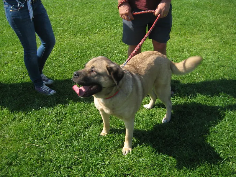 A dog on a lead
